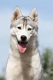 SIBERIAN HUSKY 311